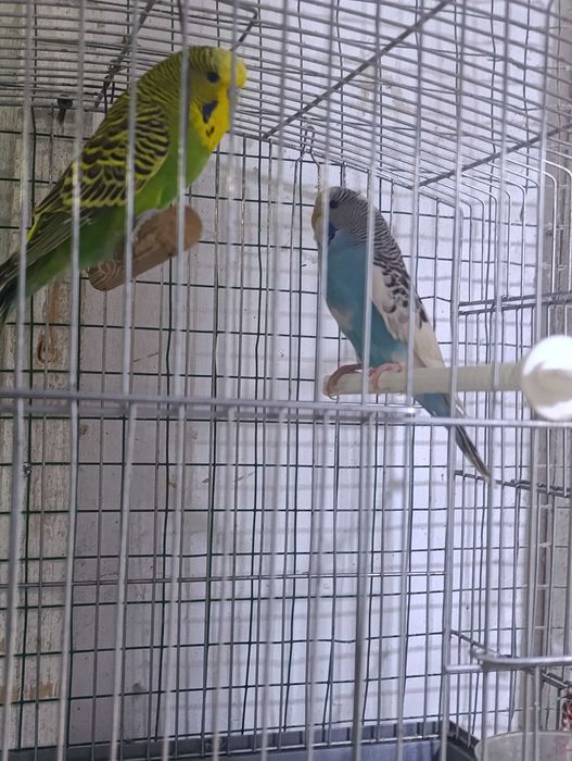 Продаются попугаи