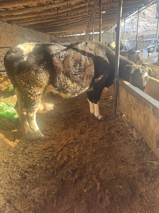 Sigir sotiladi bogoz