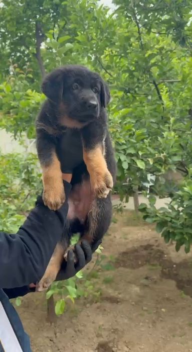 Шенки немецких овчарок