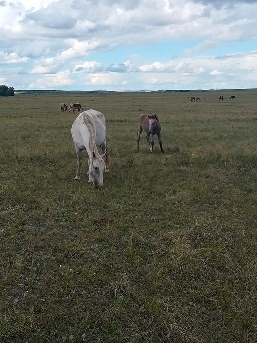 Продам кабылу с жеребенком