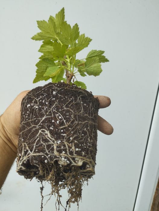 Касис,френско грозде в саксия