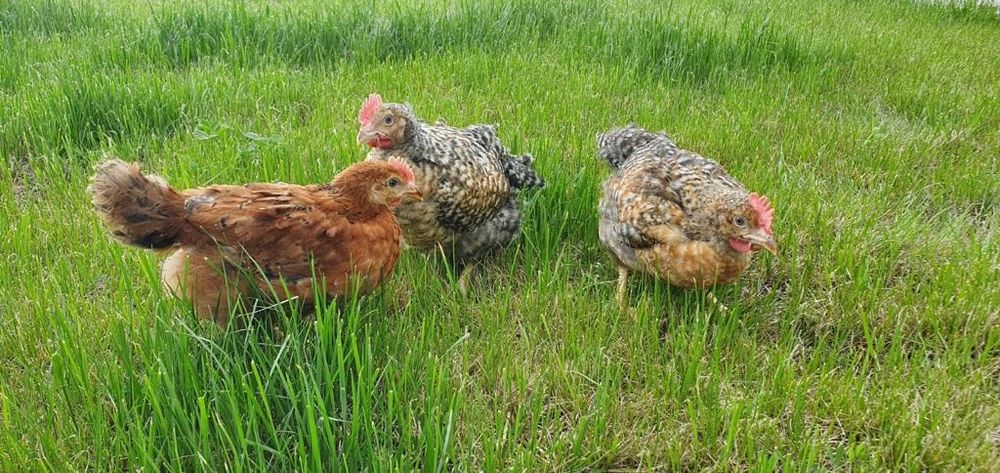 Pui albi  de carne si rasă mixtă