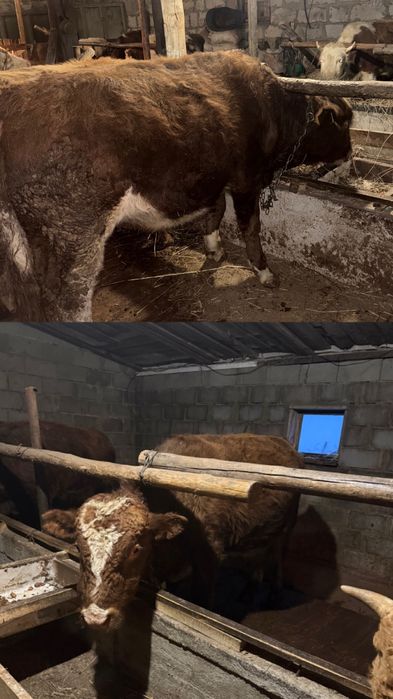 Продам бычков 6 голов полторашки (1,5)