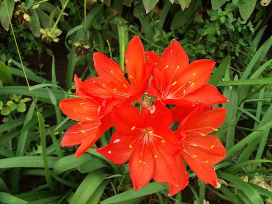 Комнатные цветы валотта