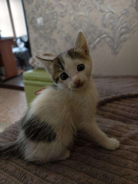 Отдам котиков в добрые руки