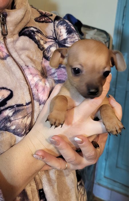 Продам щенков им 2 месяца