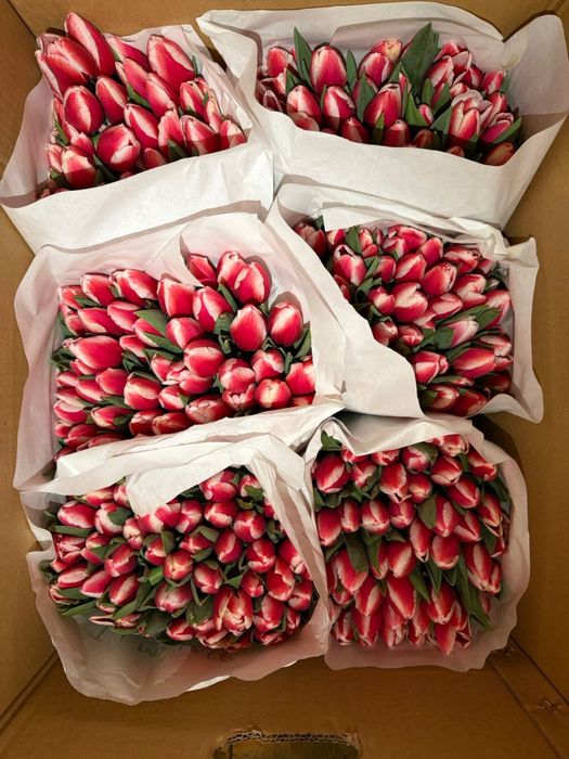 Тюльпаны предзаказ букеты