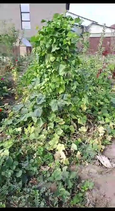 Продам жастар 1. времянку люкс