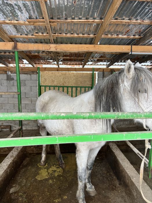 Семиз Бие Байтал Согым Кобыла Жылкы