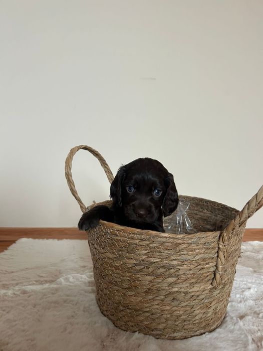 Продам щенков спаниеля