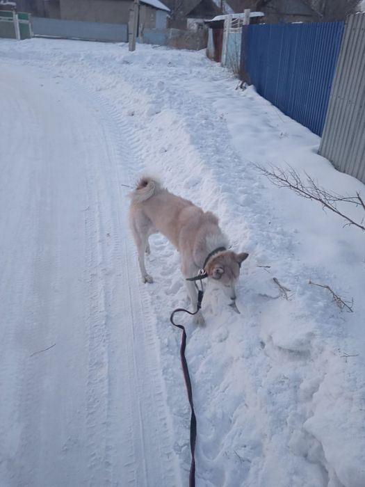 Девочка 1лет лайка