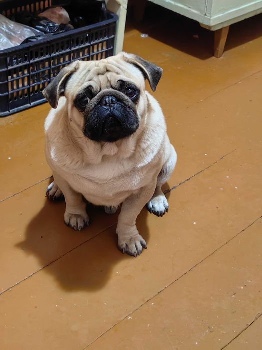 Срочно ищем семью для мопса