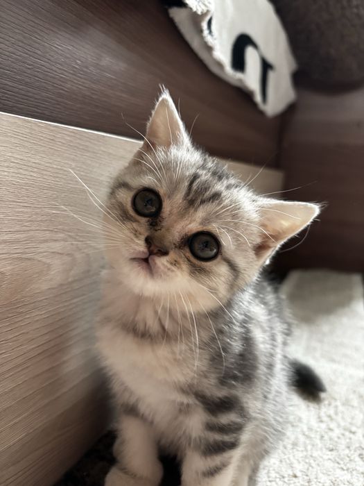 Продам котят, британцы