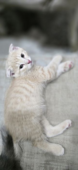 Мушукча сотилади (угил)