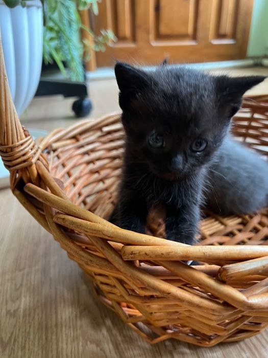 Котята в добрые  руки