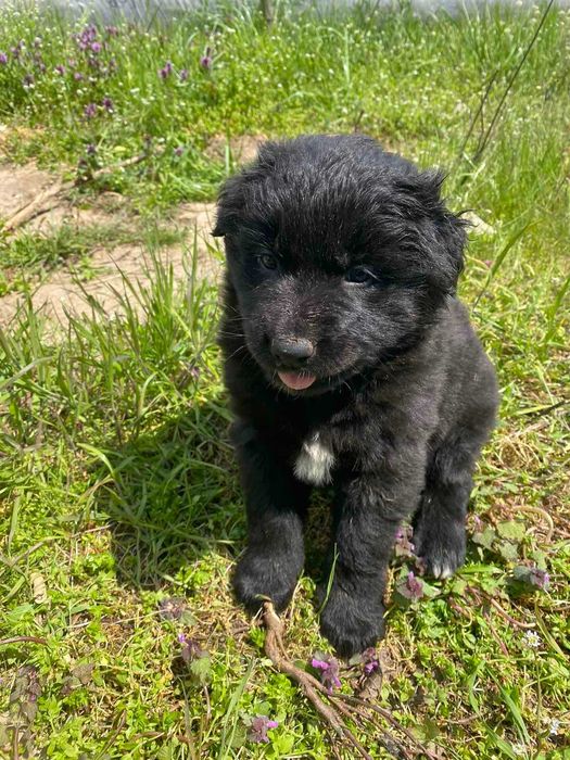 Продавам кученца