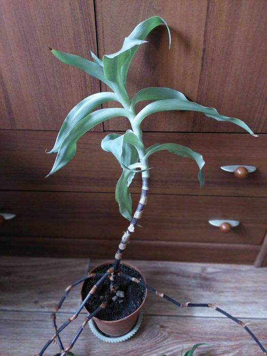 комнатные цветы растения