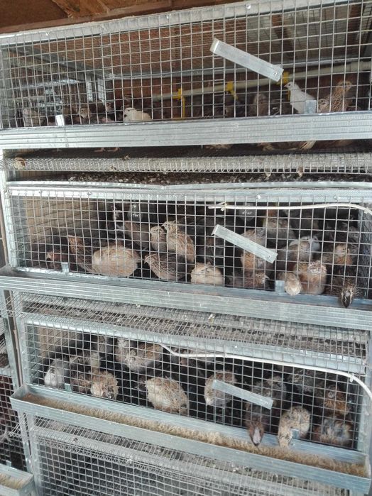 Клетки за зайци,пъдпъдъци и кокошки обурудвани