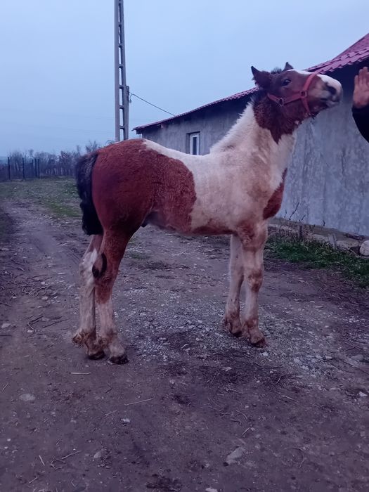 Vand manz gypsy vanar vârstă 3 luni  manzul se da la 4 luni