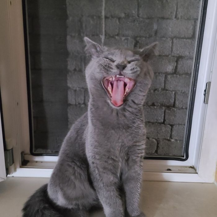 Скотиш страйт готовый котёнок