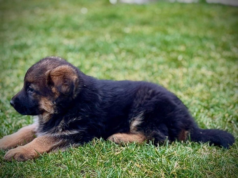 Pui ciobanesc german