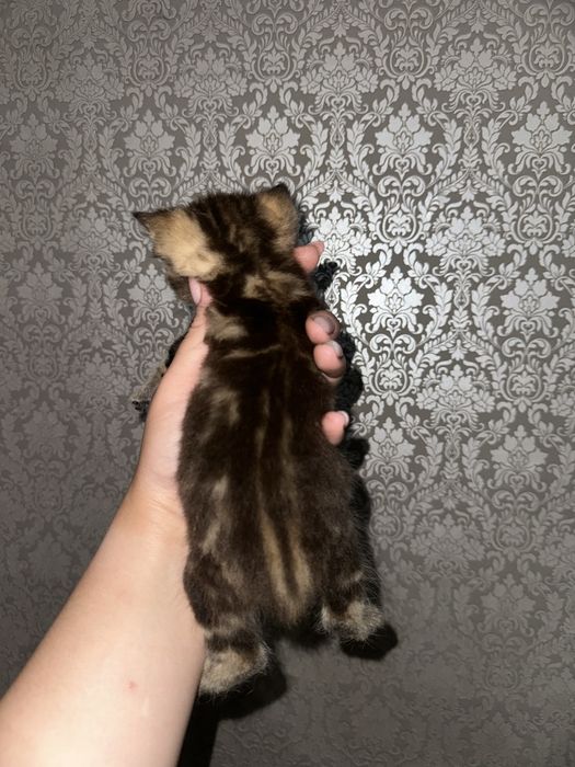Шотландские котята