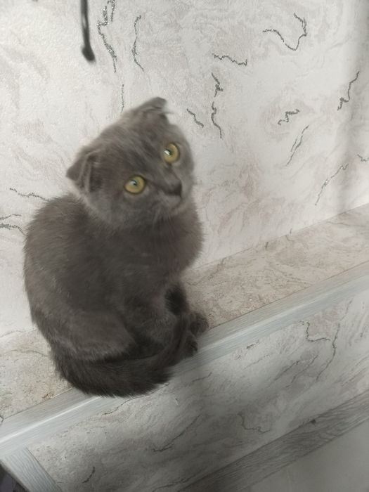 Скотиш Фолд мальчик