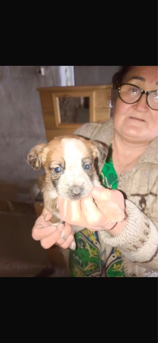 Щенята Спаниеля Дарю!