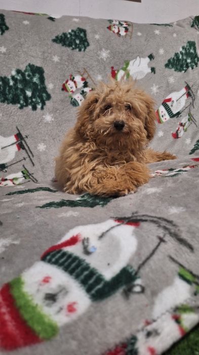 Пудел Той пуделче момиче