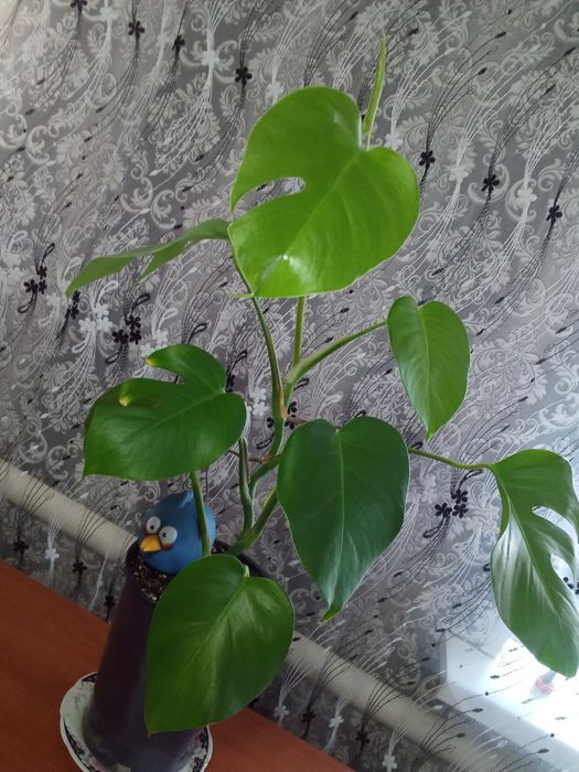 Калатея Лансифолия