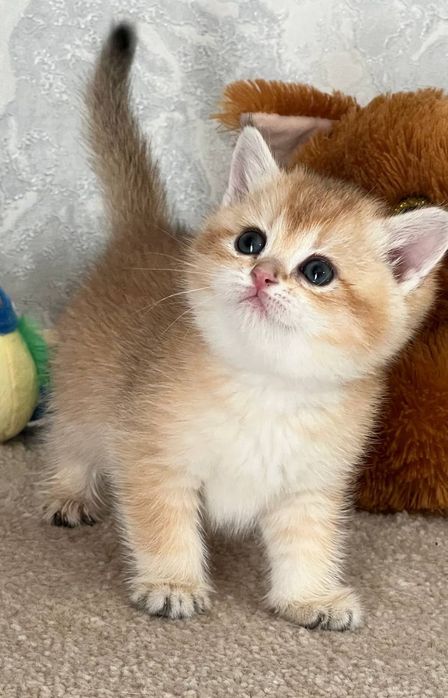 Продаётся чистокровная британская девочка скоттиш-страйт