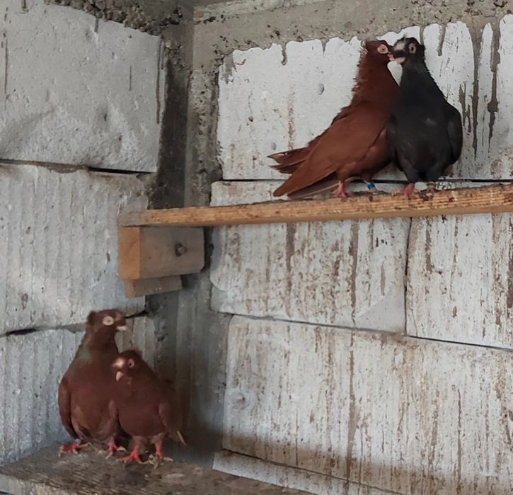 Vând sau schimb cu găini australorp