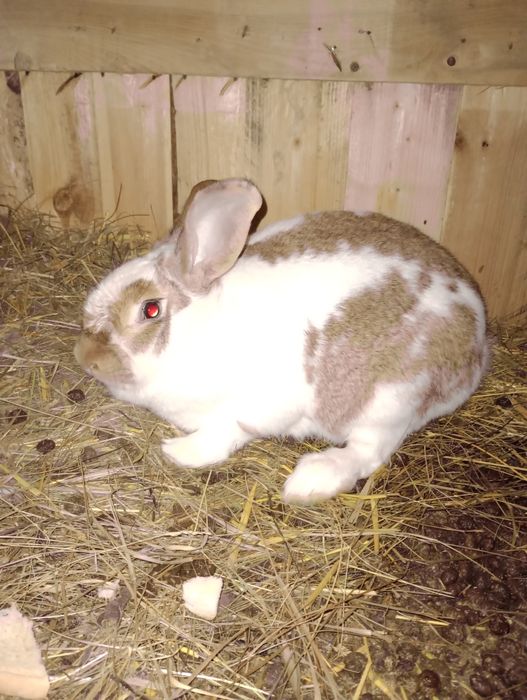 Femela fluture german cu 9 pui