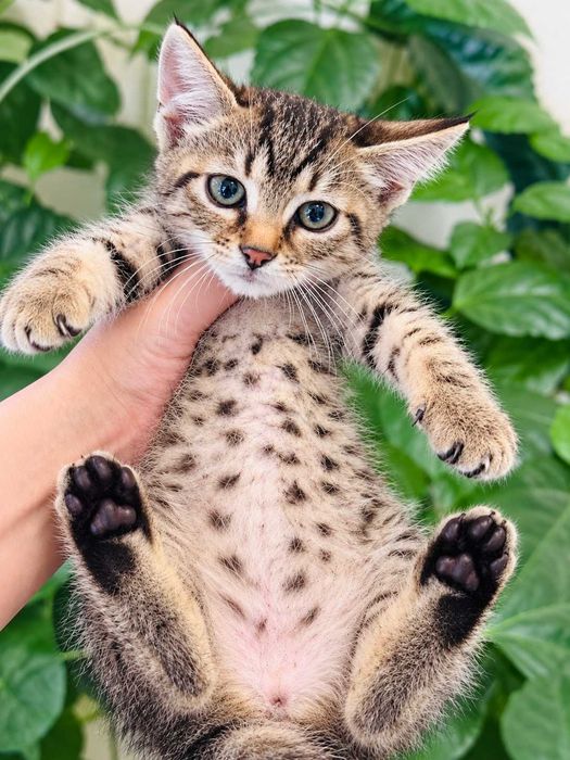 Коте Амели търси своя дом