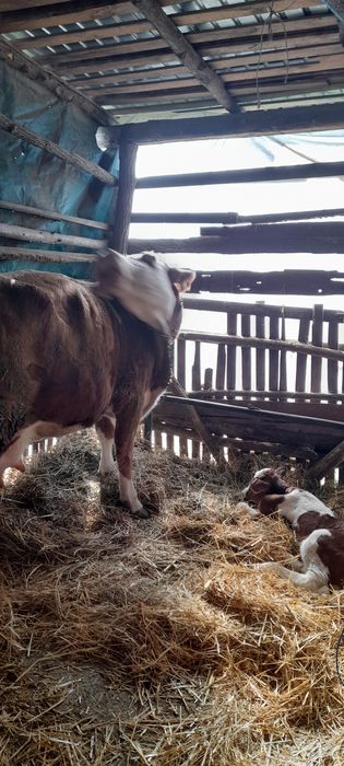Vacă bălțată romînească  fătată, a treia oară.