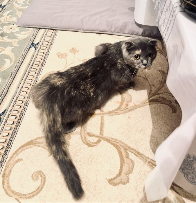 Продам кошка британский висалухий