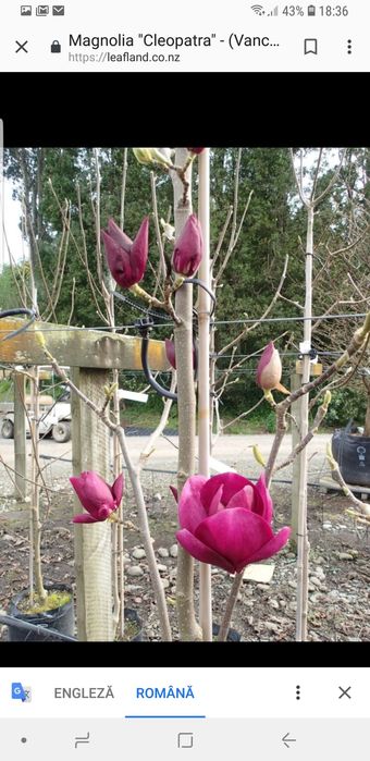 Magnolie cleopatra deosebită