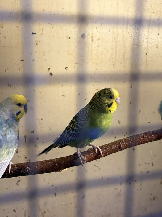 Продаются воонистые попугаи и чехи