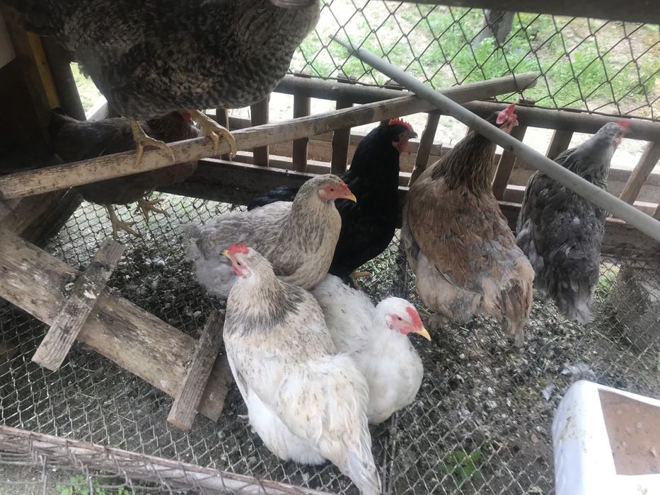 Куры                  .