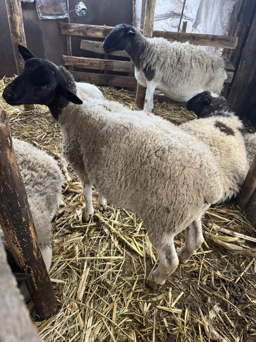 Vand oi dorper gestanta