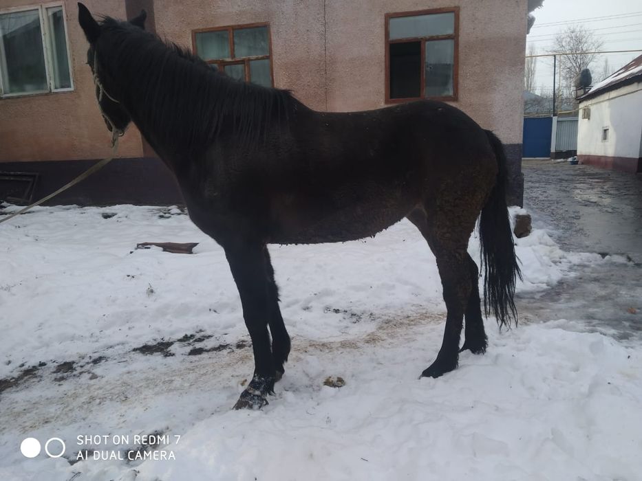 1 туған ірі бие сатылады