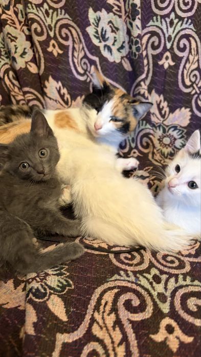 отдам котят в добрые руки