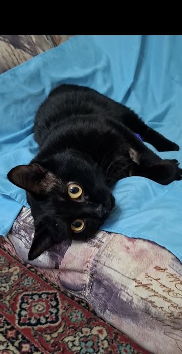 Милый добрый котик Басик в добрые руки!