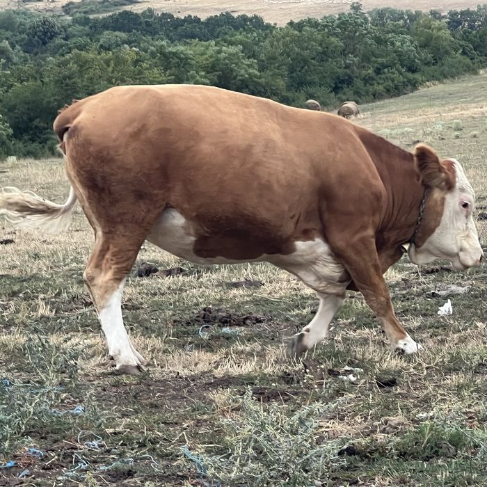 Vand juninca  2 ani / Baltata romaneasca
