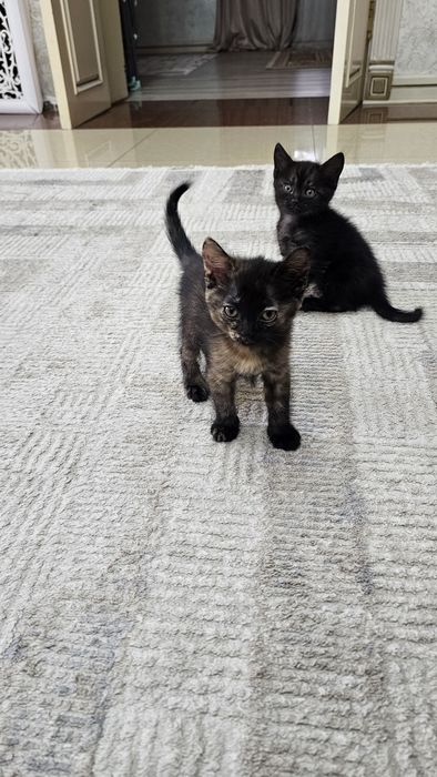 Котята бесплатно