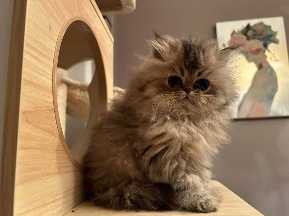 Persane chinchilla