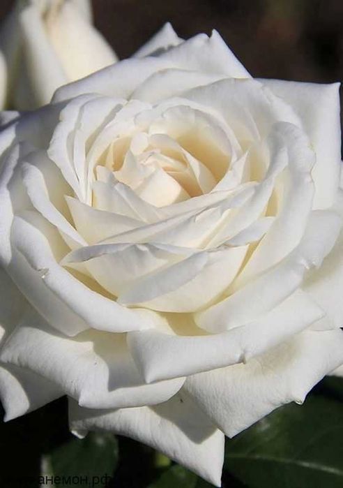 Саженцы сибирских роз