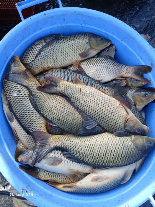 сазан бор таеор 80.грамдан 300 грамгача таеор
амур бор уруглик 50.100