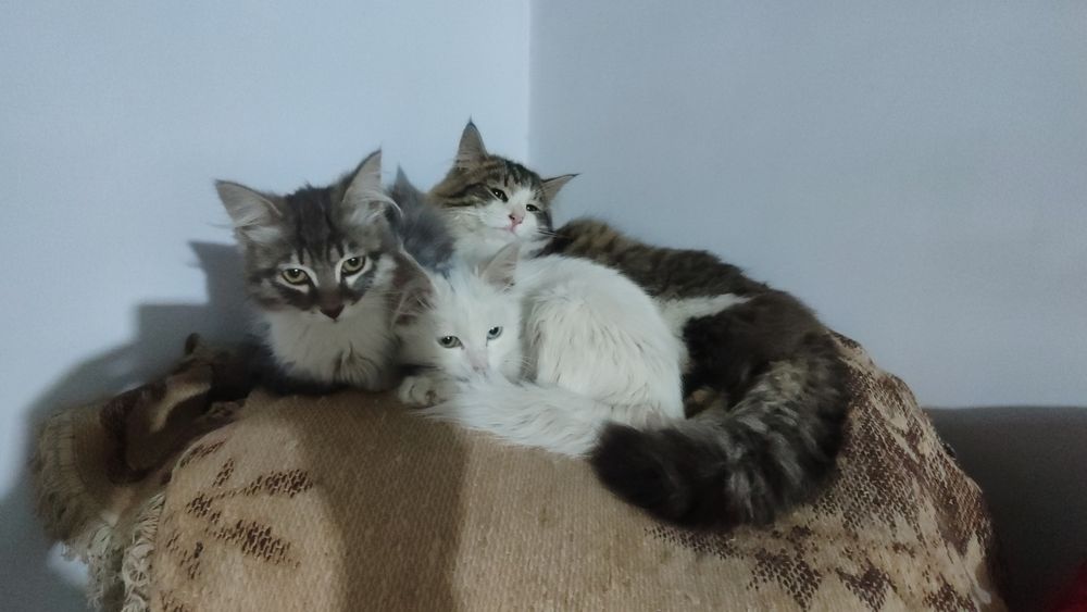 Котята турецская ангора, нибелунг