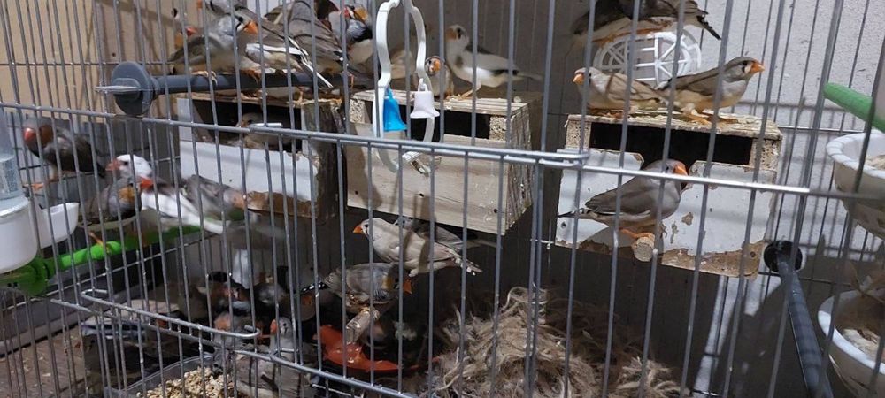 продается Зебровая Амадина